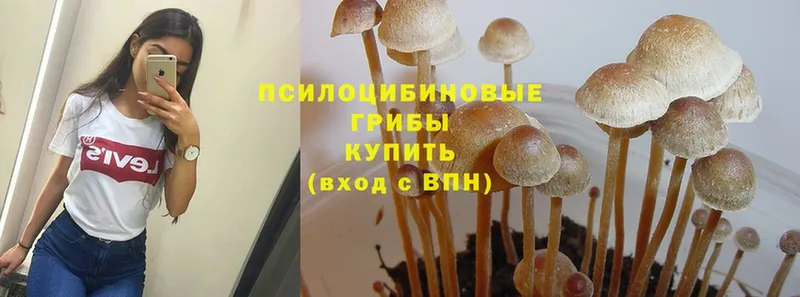 Псилоцибиновые грибы Cubensis  купить наркотики цена  Апшеронск 